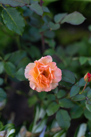 Beautiful blooming orange roses in the garden against the background of green leaves. The beauty of nature. Selective focus, close-up.の写真素材