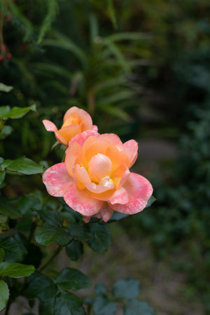 Beautiful blooming orange roses in the garden against the background of green leaves. The beauty of nature. Selective focus, close-up.の写真素材