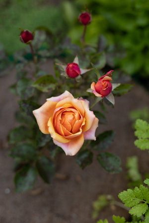 Beautiful blooming orange roses in the garden against the background of green leaves. The beauty of nature. Selective focus, close-up.の写真素材