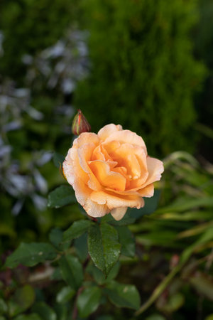 Beautiful blooming orange roses after rain with drops of water on petals in the garden against the background of green leaves. The beauty of nature. Selective focus, close-up.の写真素材