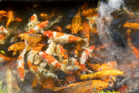 Japanese koi carp in the pond of Orchid Park in Vietnam, Nha Trang. Many fish swim in the pond with artificial fog trying to catch food thrown to them by tourists. Selective focus, close-up.の写真素材
