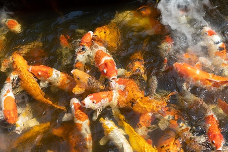 Japanese koi carp in the pond of Orchid Park in Vietnam, Nha Trang. Many fish swim in the pond with artificial fog trying to catch food thrown to them by tourists. Selective focus, close-up.の写真素材
