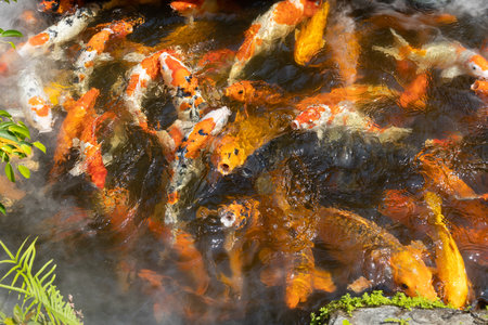 Japanese koi carp in the pond of Orchid Park in Vietnam, Nha Trang. Many fish swim in the pond with artificial fog trying to catch food thrown to them by tourists. Selective focus, close-up.の写真素材