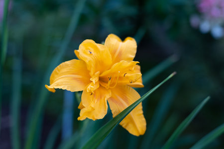 Beautiful yellow (orange) daylily in the garden against the background of green leaves. Garden plants, the beauty of nature. Selective focus, close-up.の写真素材