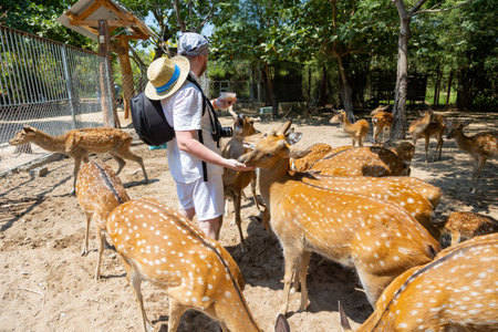 A man hands feeds deer in a park on Orchid Island in Vietnam, Nha Trang. Deer crowd, push, and beg for treats. Close-up, selective focus. Real time.の写真素材