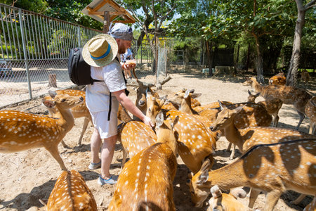 A man hands feeds deer in a park on Orchid Island in Vietnam, Nha Trang. Deer crowd, push, and beg for treats. Close-up, selective focus. Real time.の写真素材