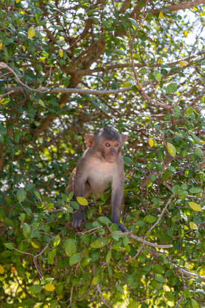 Macaque monkey in the park on Monkey Island in Vietnam, Nha Trang. The baby monkey sits high on a tree branch and looks away. Selective focus, close-up.の写真素材