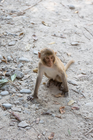 Macaque monkey in the park on Monkey Island in Vietnam, Nha Trang. The baby monkey sits on the ground and looks away. Selective focus, close-up.の写真素材
