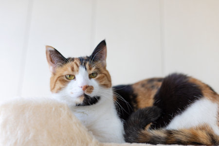 Beautiful domestic tricolor cat with yellow (amber) lies on the cat play complex indoors and looking at the camera. Selective focus, close-up.の写真素材