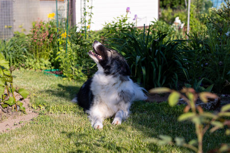 Large dog lying on the grass sticking his tongue out and looking away. A young beautiful dog from a shelter in the yard of a house. Selective focus, close-up.の写真素材