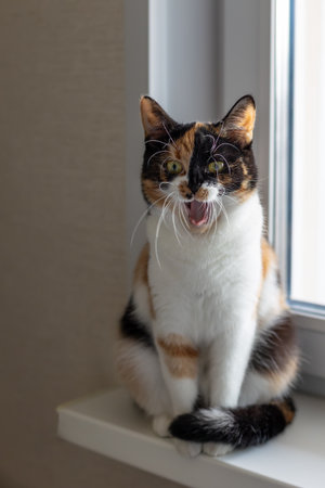 Beautiful young domestic tricolor cat with yellow-green (amber) eyes sits on a windowsill indoors and yawns funny. Selective focus, close-up.の写真素材