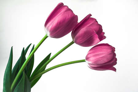 Three pink tulips on a white backgroundの写真素材