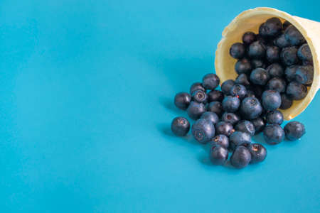 Blueberries in a waffle ice cream cup on a bright blue background. Super vitamin blueberry....