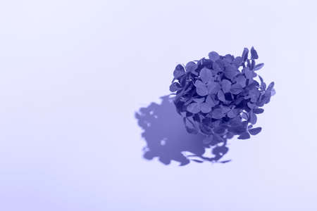 A bouquet of clovers in a yellow bucket with a hard shadow on a colored background. Patrick day with...