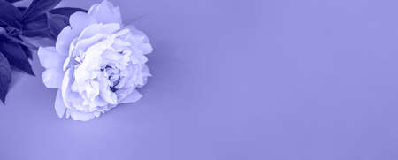 Peonies close up on a pink background with copy space. Banner. Tinted in a trendy color very periの写真素材