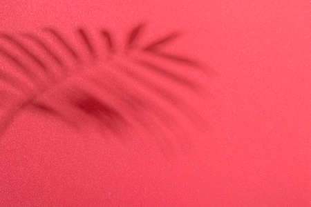 Tropical leaf shadow natural summer texture pattern with copy space. Soft background of the image.