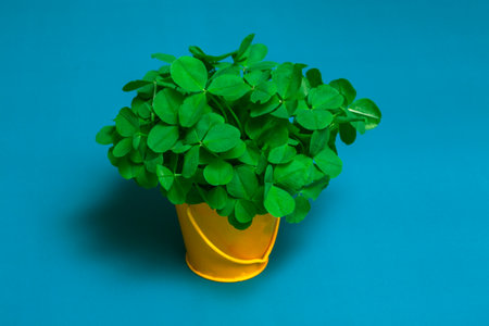 Still life on a blue background a bouquet of clovers in a yellow bucket close up with copy spaceの写真素材