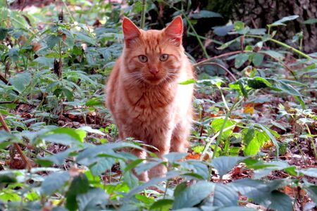 red cat in the sun in the foliage close-upの写真素材