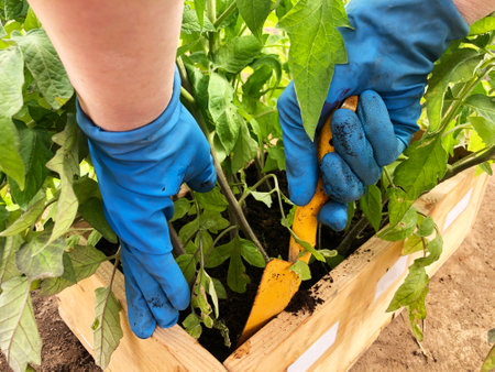 Garden work. Transplanting tomatoes into the ground. Young tomato sprouts in a box, hands in glovesの写真素材