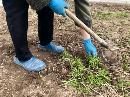 Loosening and weeding of beds. Work in the garden. Hand in a glove with a hoe. Weeds in the garden in the bedsの写真素材