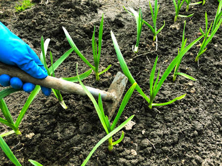 Loosening and weeding of beds. Work in the garden. Hand in a glove with a hoe. Weeds in the garden in the bedsの写真素材