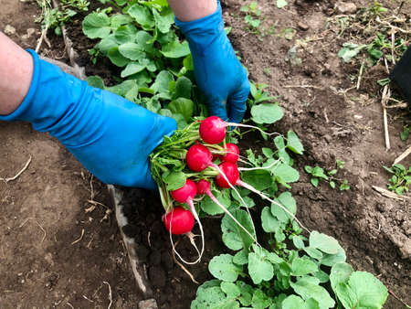 Red radish was collected from the garden. First harvest. Natural product. Environmentally friendly productsの写真素材