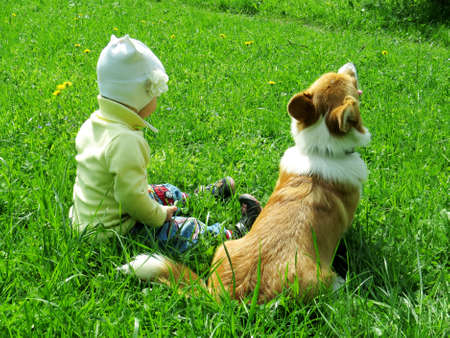 A child on a walk with a dog of the Korgi breed. Child and dog sit in the grassの写真素材