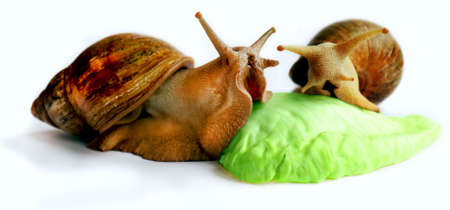 Two snails on a green lettuce leaf. Achatina fulica close upの写真素材