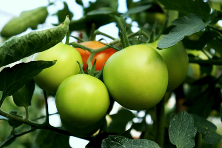 Green and red tomatoes ripening on a branch in a greenhouse, close-up. Organic farm, farming and harvesting concept.の写真素材