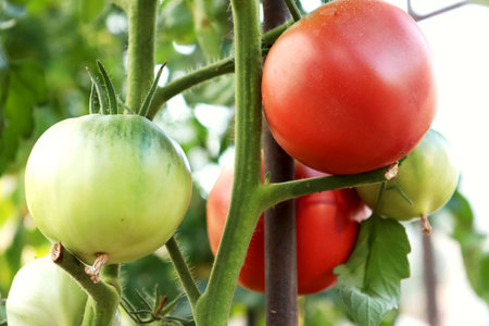 Green and red tomatoes ripening on a branch in a greenhouse, close-up. Organic farm, farming and harvesting concept.の写真素材