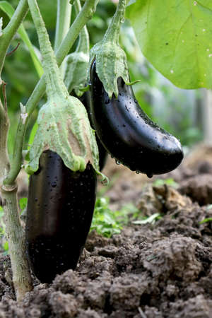 Eggplants ripen on a branch in a greenhouse. Close-up. Organic farm, farming and harvesting concept.の写真素材