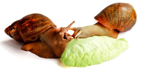 Two snails and a green lettuce leaf on a white isolated background. Achatina fulica close upの写真素材
