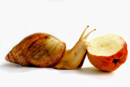 A large snail eats an apple on a white background. Studio shot. Akhatina. Growing snails. Clam with a brown striped shellの写真素材
