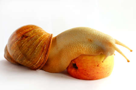 Domestic snails Achatina fulica. The snail is eating an apple. Breeding snails. Petsの写真素材