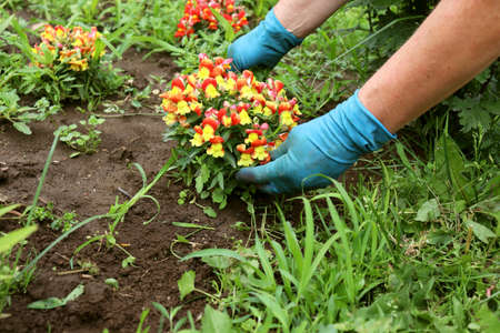 A farmer weeds a garden bed and a flower garden, collects weeds from a flower bed in the gardenの写真素材