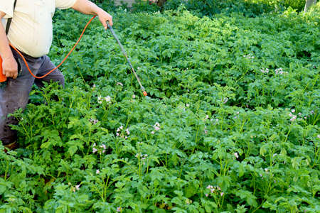 A farmer sprays potatoes with a spray bottle. Fighting the Colorado potato beetle. Strong poison for insects.の写真素材
