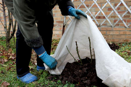 Shelter roses for the winter. Frost protection for garden plants. Autumn garden work. Gloved handsの写真素材