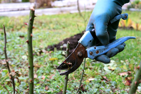 Pruning roses with pruning shears. Gloved hand with garden shears. Autumn and spring garden workの写真素材