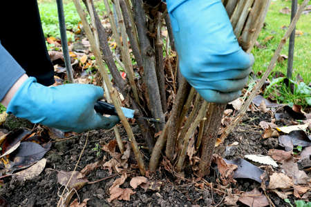 Pruning currant bushes. Autumn garden work. Gloved hands and secateursの写真素材