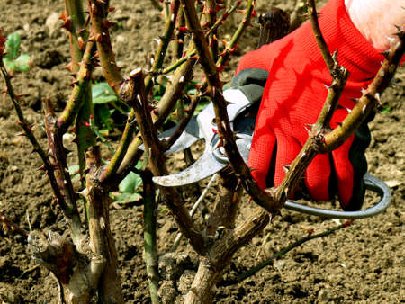 Pruning roses. Gloved hand with garden shears. Autumn and spring garden workの写真素材