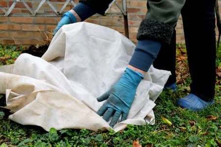 Shelter roses for the winter. Frost protection for garden plants. Autumn garden work. Gloved handsの写真素材
