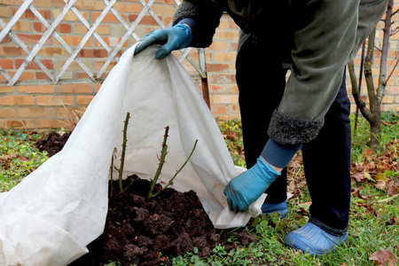 Shelter roses for the winter. Frost protection for garden plants. Autumn garden work. Gloved handsの写真素材