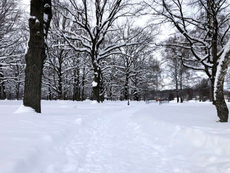 Severe snowy winter. Path and trees in the snow in the parkの写真素材
