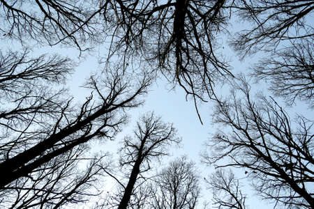 Silhouettes of trees without leaves against the blue sky. Crown tree view from belowの写真素材