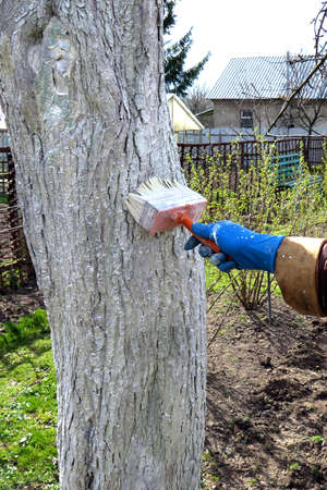 Spring work in the garden. Whitewashing tree trunks. Hand in a glove with a brushの写真素材