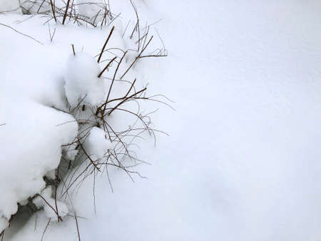 Bush covered with snow. Snowy winter. A lot of snowの写真素材