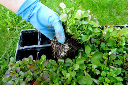 Spring work in the garden. Growing seedlings of flowers. Planting plants in the soilの写真素材