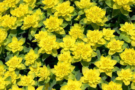 Shrub Euphorbia multiflowered. beautiful natural background. yellow flowers with green leaves
