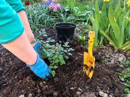 Planting beautiful roses in the soil. Woman's hands close up. The concept of nature conservation,...