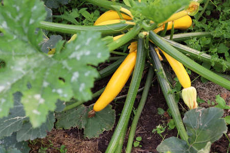 Zucchini yellow Yasmine. Zucchini plant. Yellow squash grows on bushesの写真素材